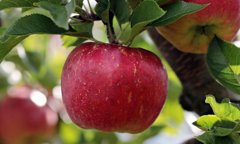 Fruits and Vegetables